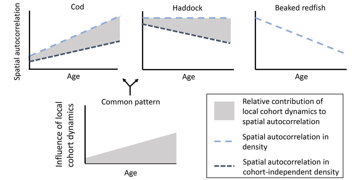 ESAEcology's tweet image. Now online in @ESAEcology:
Age-dependent patterns of spatial autocorrelation in fish populations
doi.org/10.1002/ecy.35…
With #OpenData in @figshare
#SpatialAutocorrelation #AgeStructure #MarineFish #BarentsSea
@CBD_NTNU @JonnyBrox