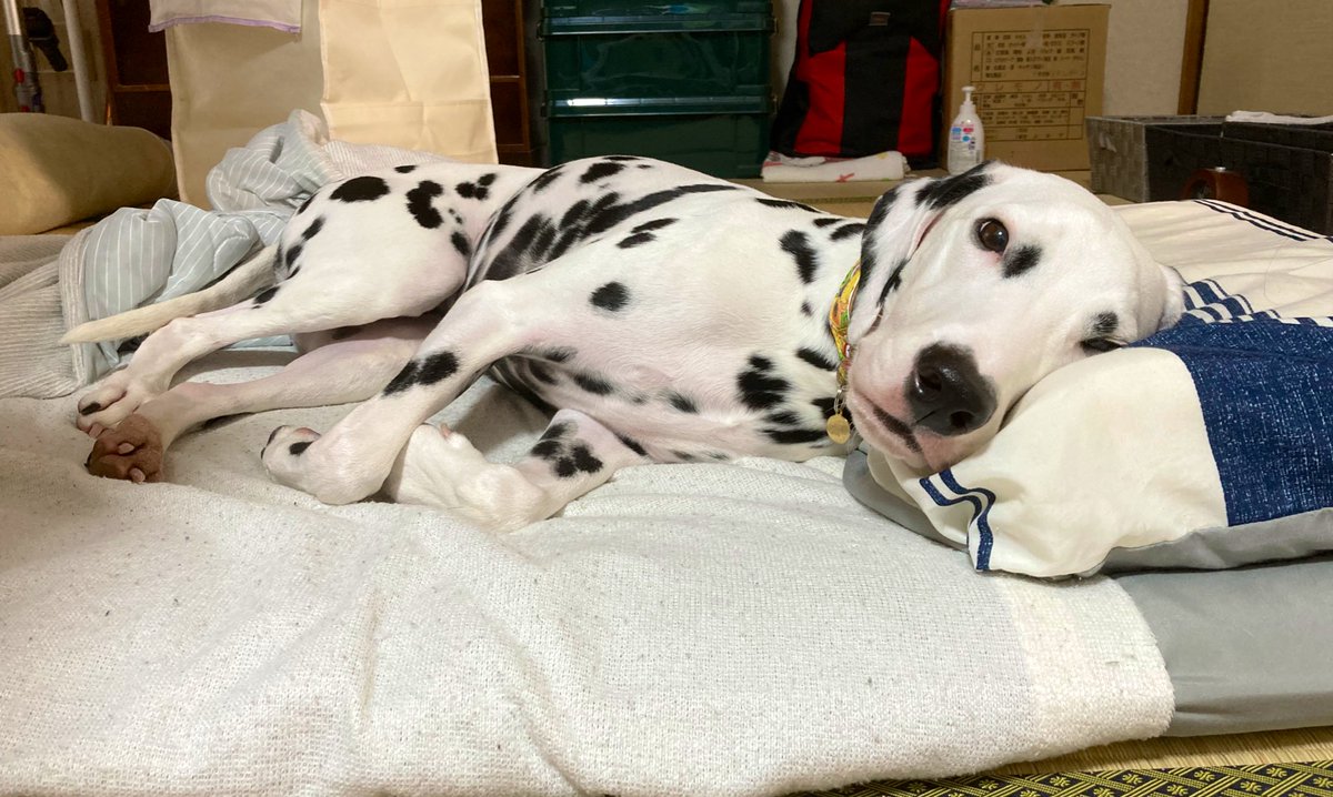 Top Tweets For ダルメシアン Instalker