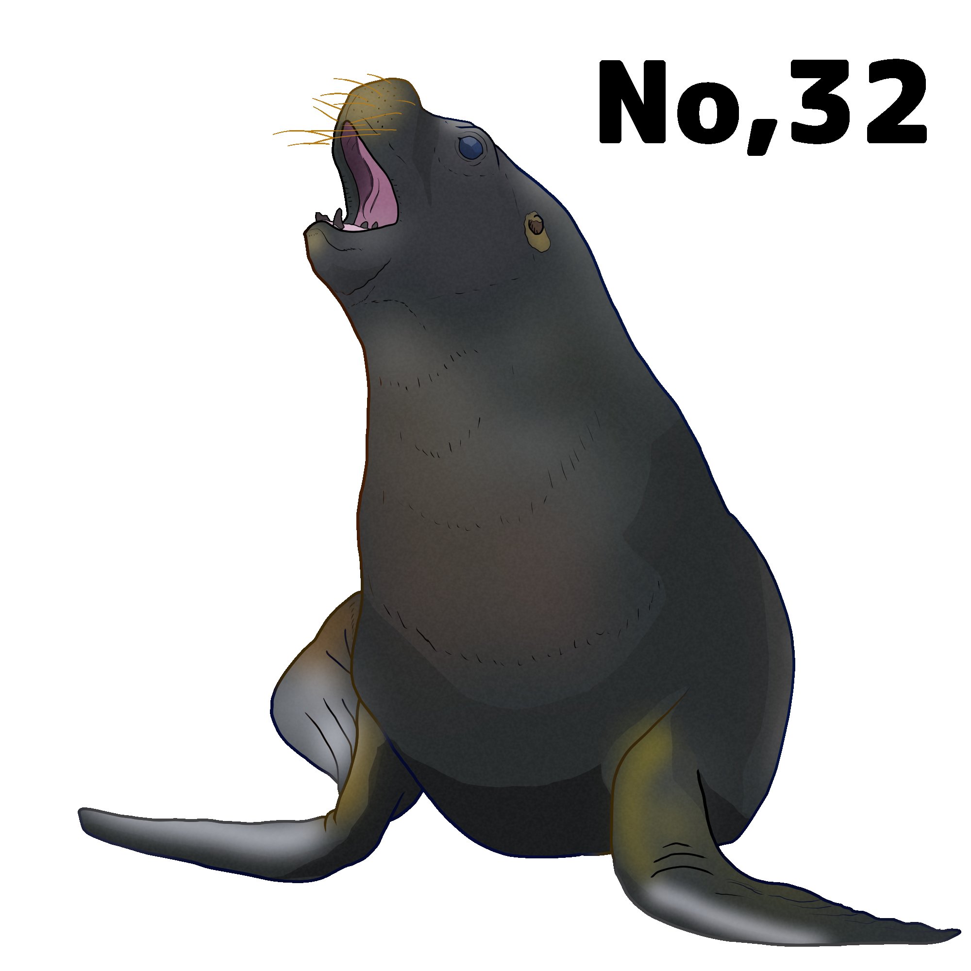 H N Seaton Na Twitteru No 32 はじめての海獣イラスト アシカ科の中では毛が多いらしいが モデルの子はツルツルだった タテガミ持ちの雄々しいオタリアも撮りに行きたい 動物園や水族館の事前予約ルール 早く解除されると良いけれど オタリア 一日一絵 動物