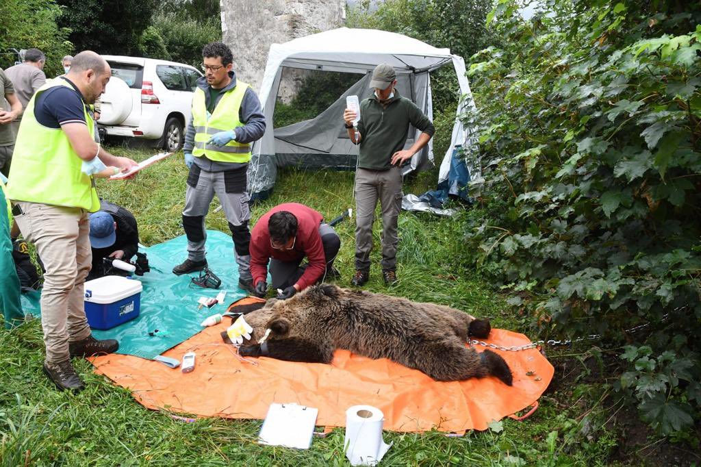 ✅<a href="/cantabriaes/">Gobierno Cantabria</a> colabora con el programa de radiomarcaje de oso pardo en <a href="/jcyl/">Junta de Castilla y León</a> que ha capturado un ejemplar en Alto Sil.

🤝También intervienen el Centro de Recuperación de la Fauna Silvestre de Desarrollo Rural, <a href="/PCabarceno/">Parque de Cabárceno</a> y Cantur. 

📲 cutt.ly/OWLyrnb