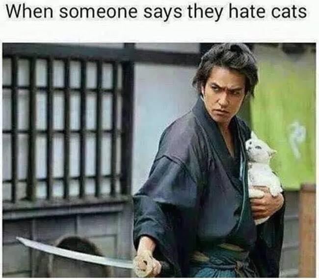 #cats #catsofinstagram #catstagram #catsofınstagram #kittens #cute #cutekitten #funnymemes #funny