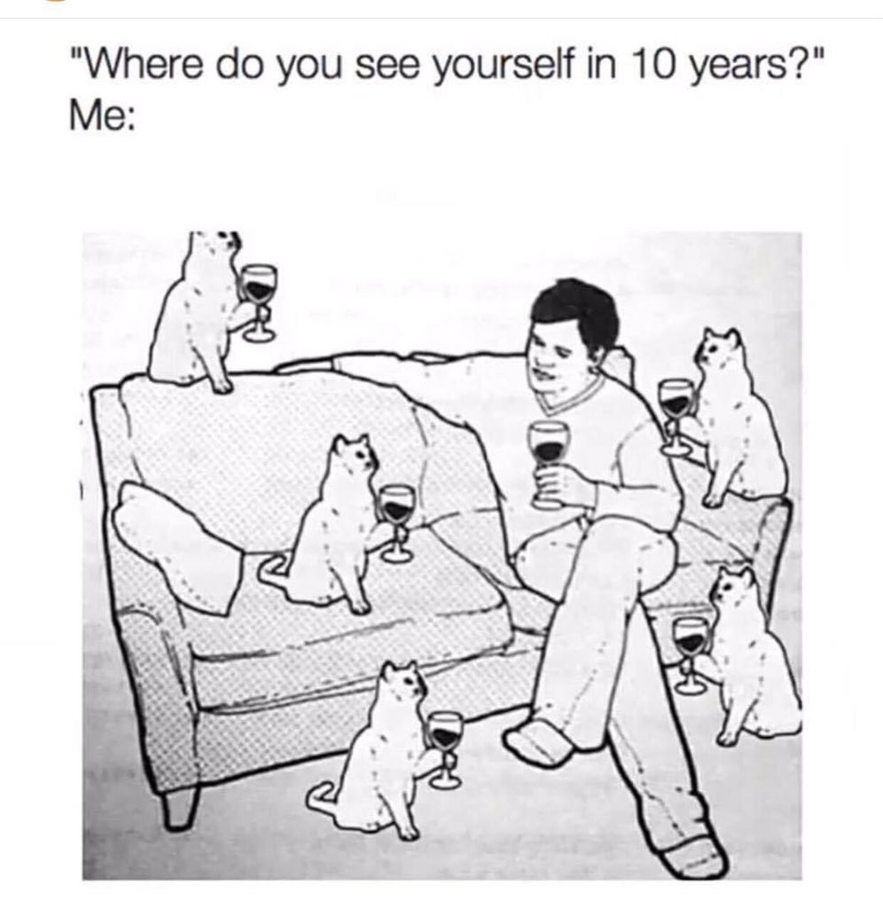 #cats #catsofinstagram #catstagram #catsofınstagram #kittens #cute #cutekitten #funnymemes #funny