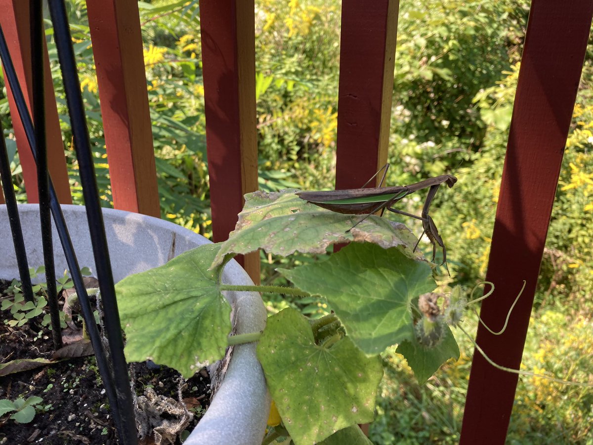 The praying mantis, those activities and a various diet.