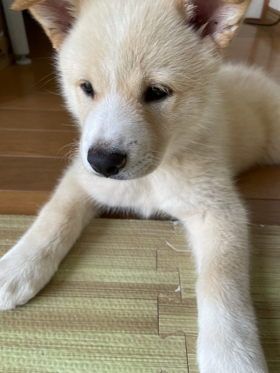 moeka0716k's tweet photo. 成長記録🐾
今7.4kg、、、😇 https://t.co/VrPM6RlSAL