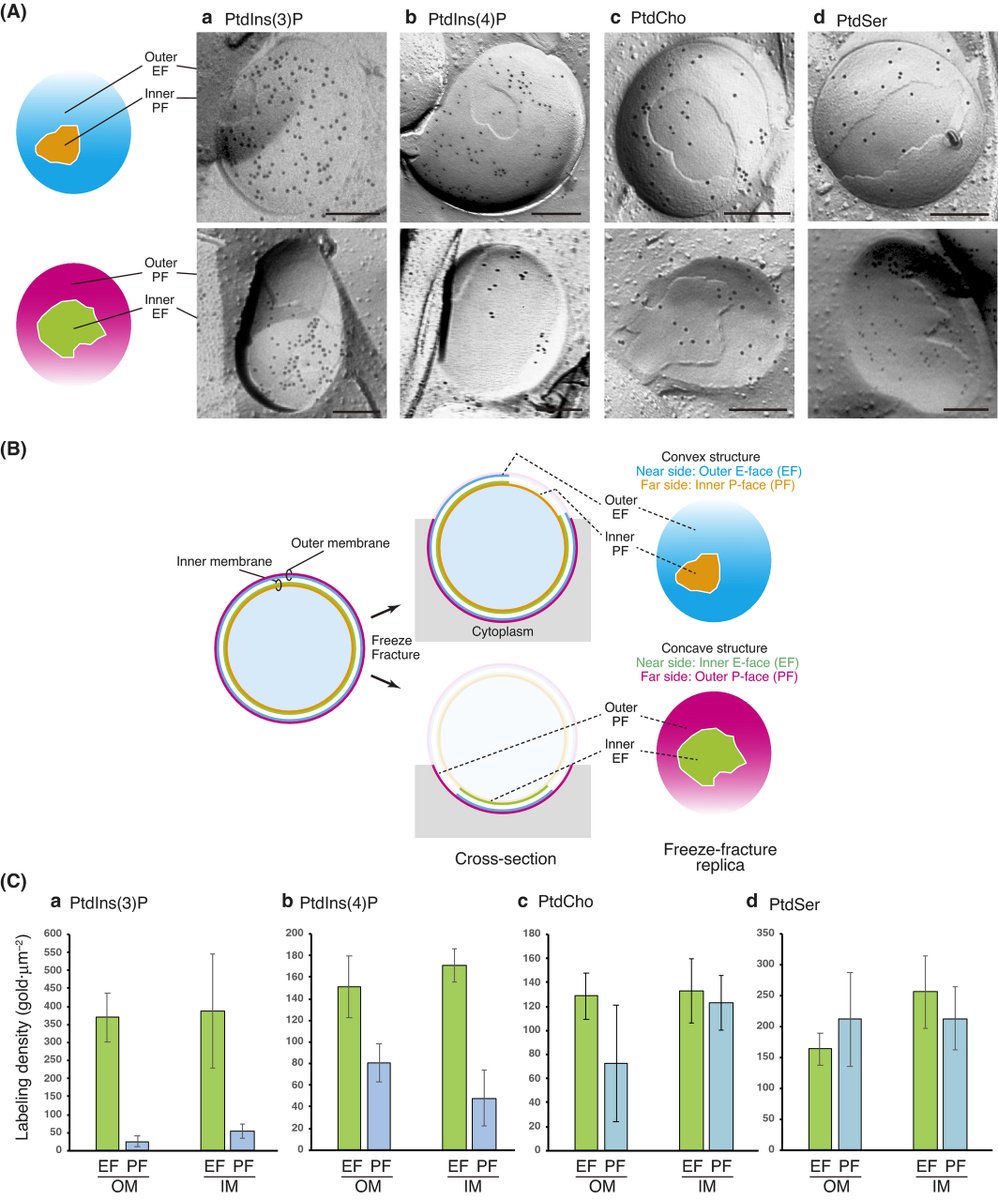 FEBS_Letters's tweet photo. A role for #phosphatidylserine in the selective degradation of the #autophagic body membrane in the yeast #vacuole 

➡https://t.co/E0osxNUa1E

#autophagy #membranelipids #phospholipids #autophagosome #electronmicroscopy
@AutophagyPapers https://t.co/UjKVJFzZgs