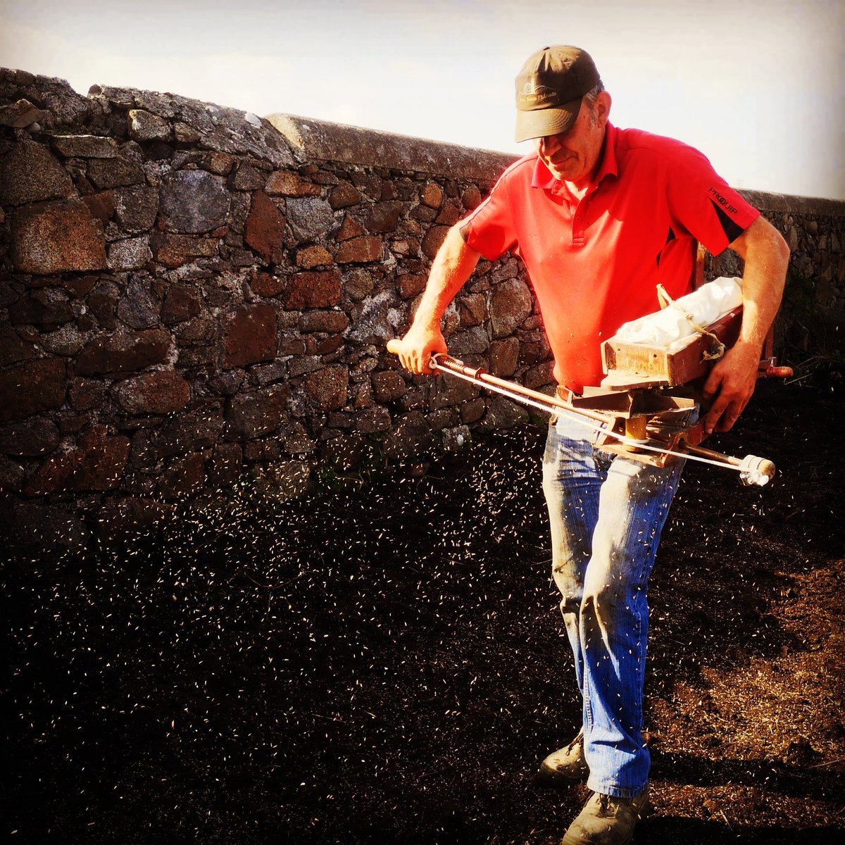 The old ways are often the best ways! Here's Dermot in action sowing grass seed by the lighthouse visitor centre with a 'fiddle'! #wildatlanticway @Sust_Travel_Ire @gtlighthouses @IrishCountryMag @IrishCountryLiv @turtlebunbury #donegal @govisitdonegal @Donegalcomuseum