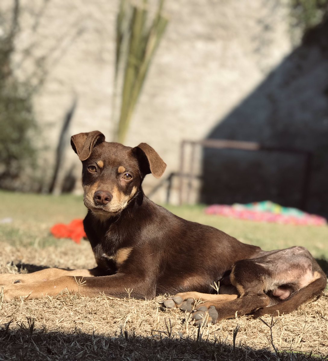 A este bombón lo rescatamos después de haber sigo atropellado por un auto y después de mucho esfuerzo ya está listo para encontrar una familia.

Tiene aprox 7 meses, es tamaño mediano/pequeño, y es el bebé más bueno, compañero e inteligente del mundo. 
Ayudame compartiendo 🙏🏼❤️