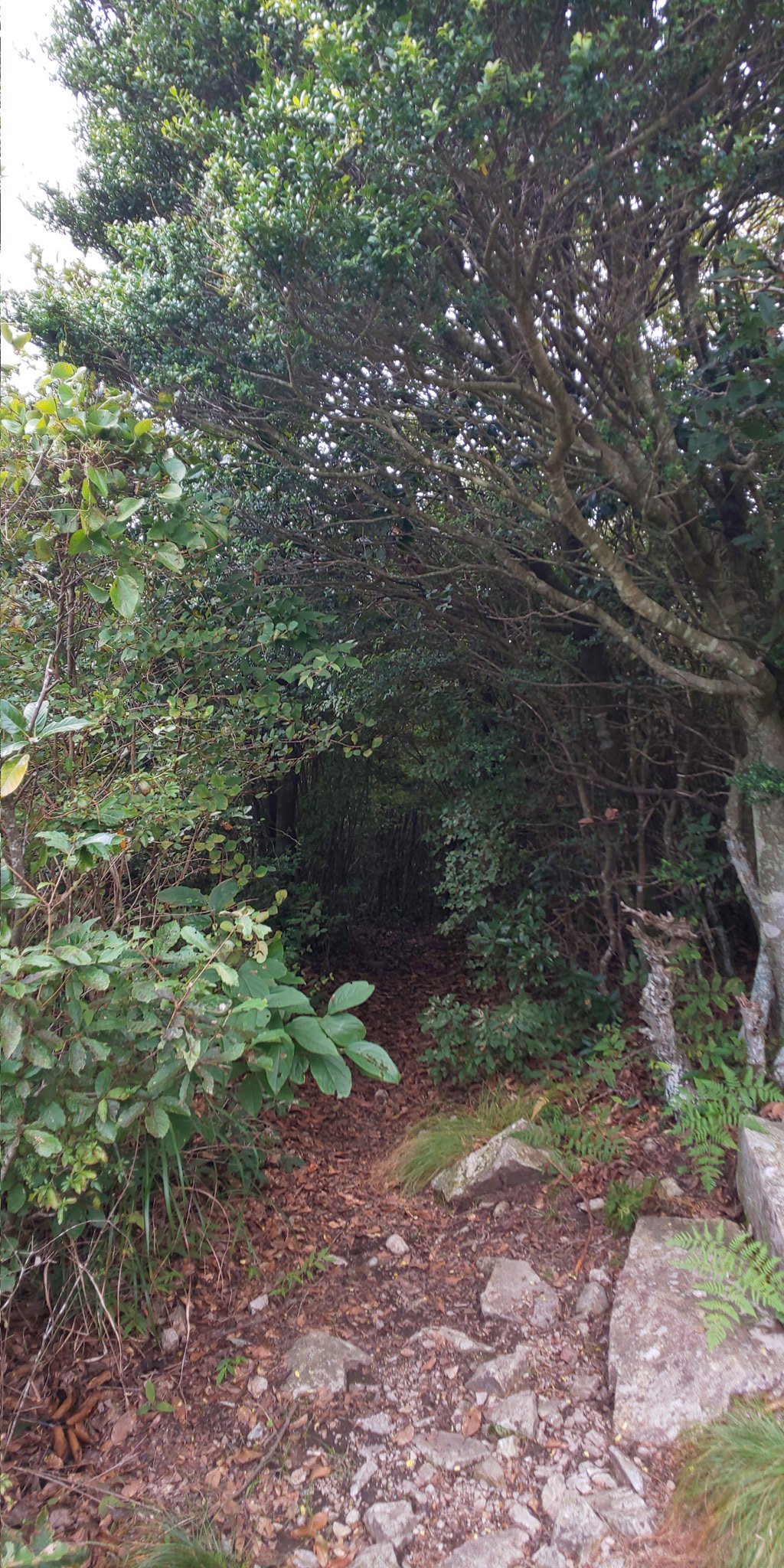 変革のパワーを授ける・願望成就 橋本航征 パラディ占星術辞典