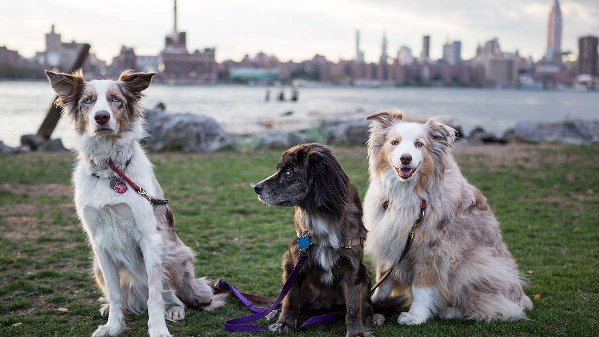 Three dogs sit near the waterfront in a Brooklyn park. All three are wearing a dog license on their collars.