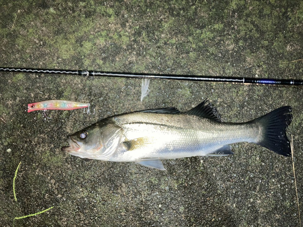 tsuriminati's tweet photo. かなりお久しぶりでした。
元気してました？
30ちょいちょい。

#fishing #shimano #brenious #megabass #kagerou  #seabass #shonan #釣り #シマノ #ブレニアス #メガバス #カゲロウ #シーバス #湘南 https://t.co/0UPpu6yiet