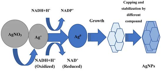 JFB_MDPI's tweet image. #mdpijfb 📢A review paper &quot;#Silver #Nanoparticles: #Mechanism of Action and Probable #Bio-Application&quot; by Ekaterina O. Mikhailova
👉Find out more here mdpi.com/2079-4983/11/4…
#AgNPs #green #medical #bacterial #cell #nanomaterials #Bioactivity #nanomedicine #toxicity