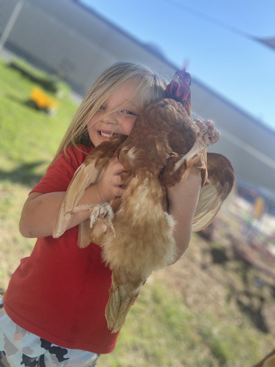 ShelbyHaarman's tweet photo. Oh to be this chicken rn… https://t.co/hbVMQleo3X