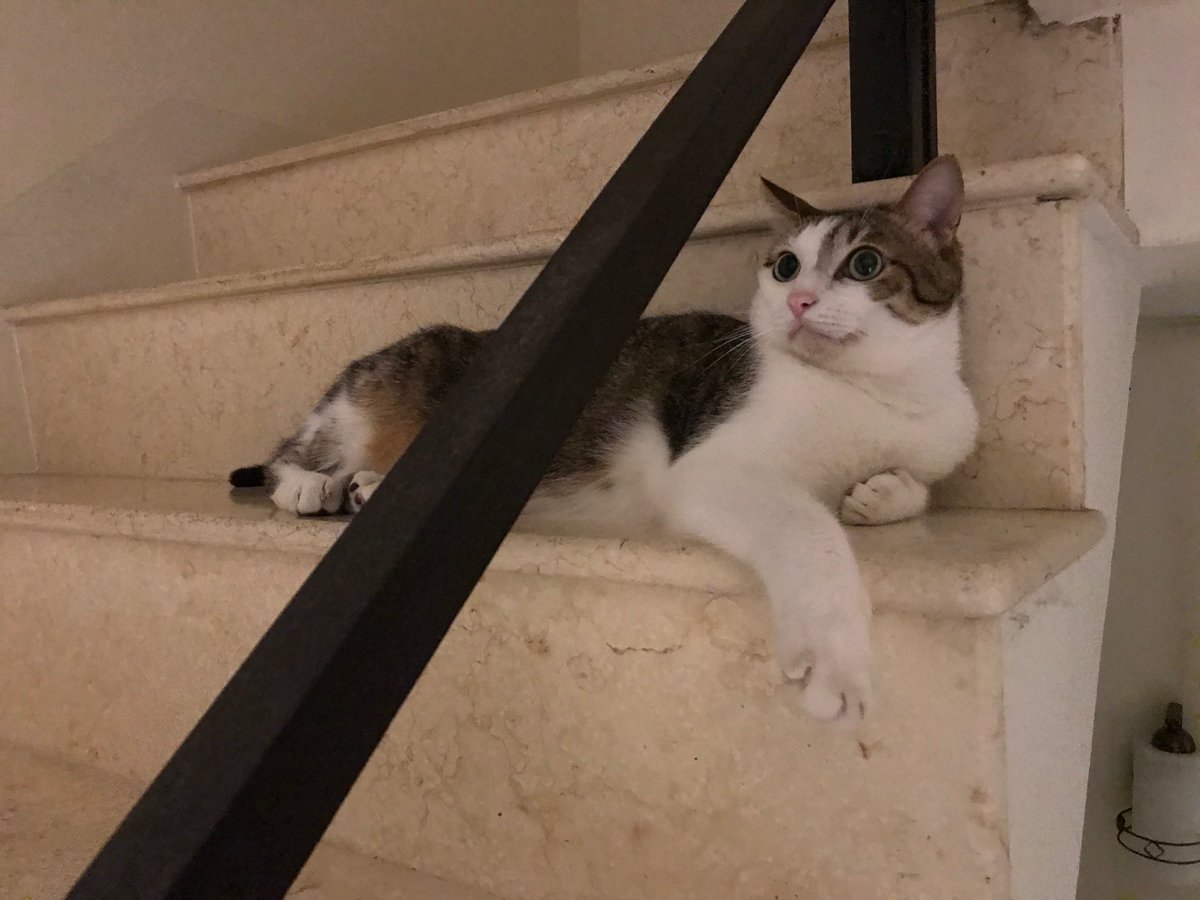 sydney861104's tweet photo. Follow my cat on Instagram and be his friend!
https://t.co/gJUToEcGEu https://t.co/9tPER9fxmY