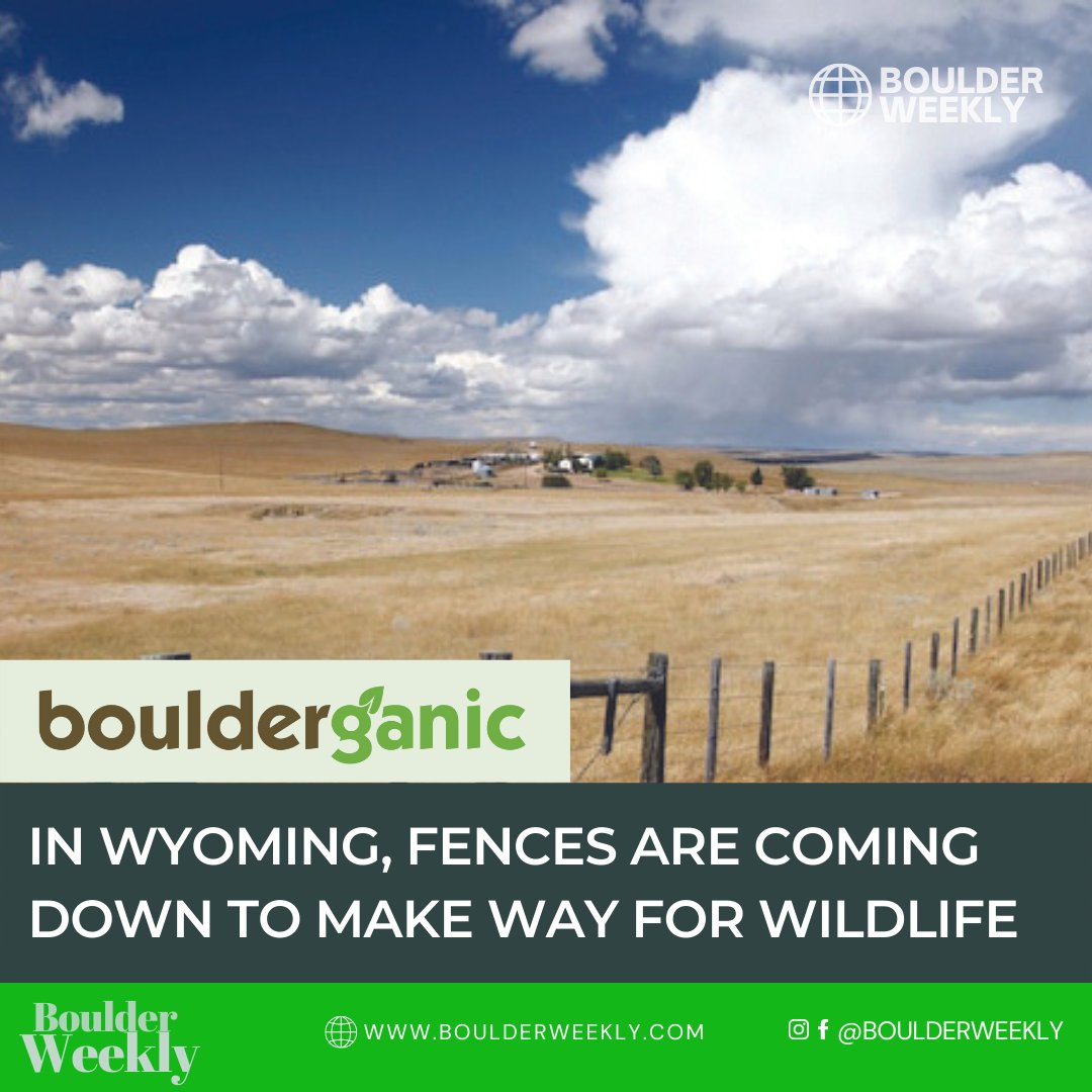 Roughly two dozen volunteers gathered at a ranch outside Cody, Wyoming, carrying wire cutters, gloves, buckets, and bottles of water. The goal was to take down several miles of barbed wire that had not been used to fence livestock for many years

https://t.co/NMC98Ygqho https://t.co/lavh2xj2r9