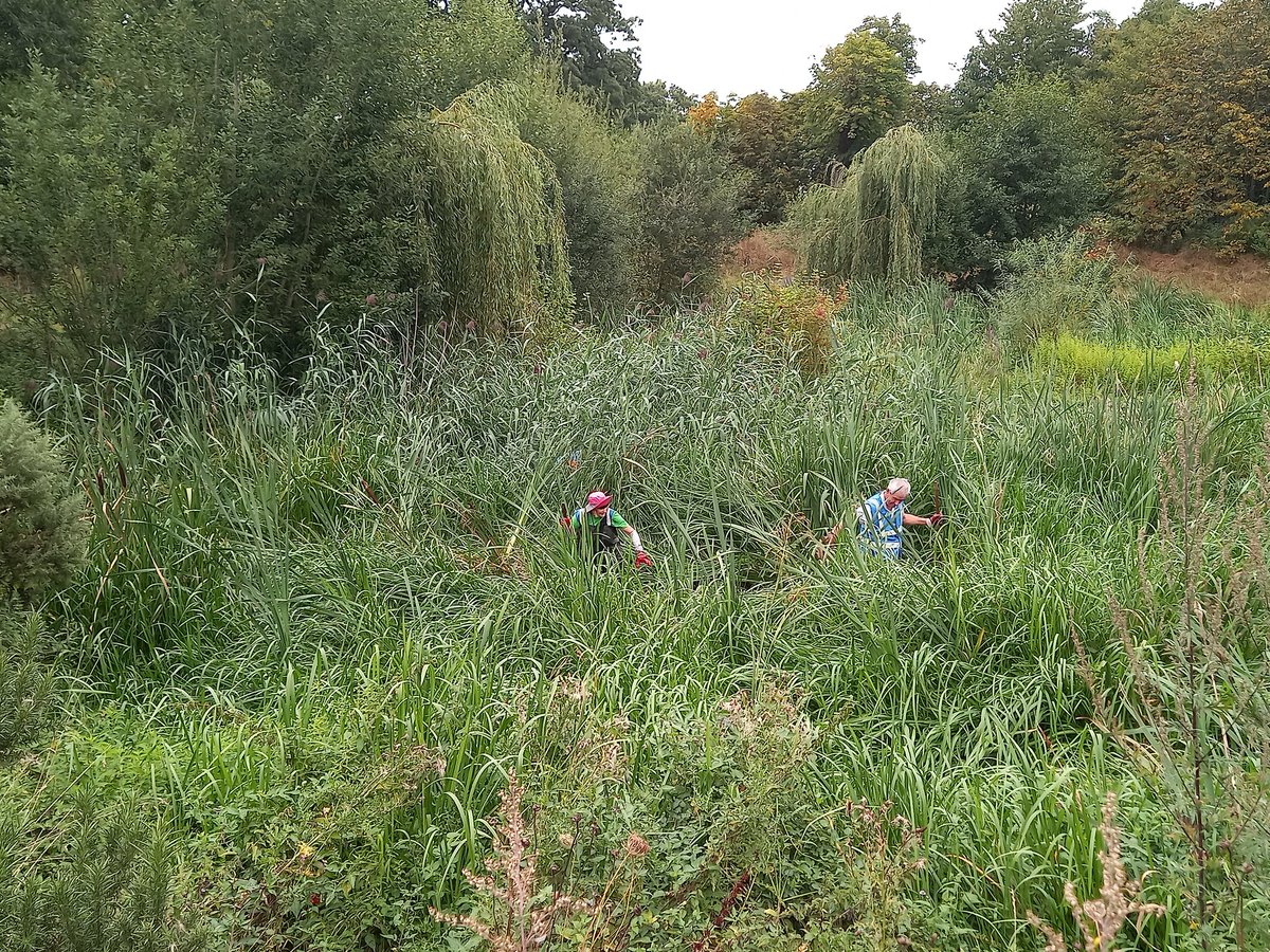 Great to take part in wetland management at Pymmes Park today. A huge thank you to all the volunteers who took part. @PymmesBrookERS #rivers #nature #wetlands #riveractionday