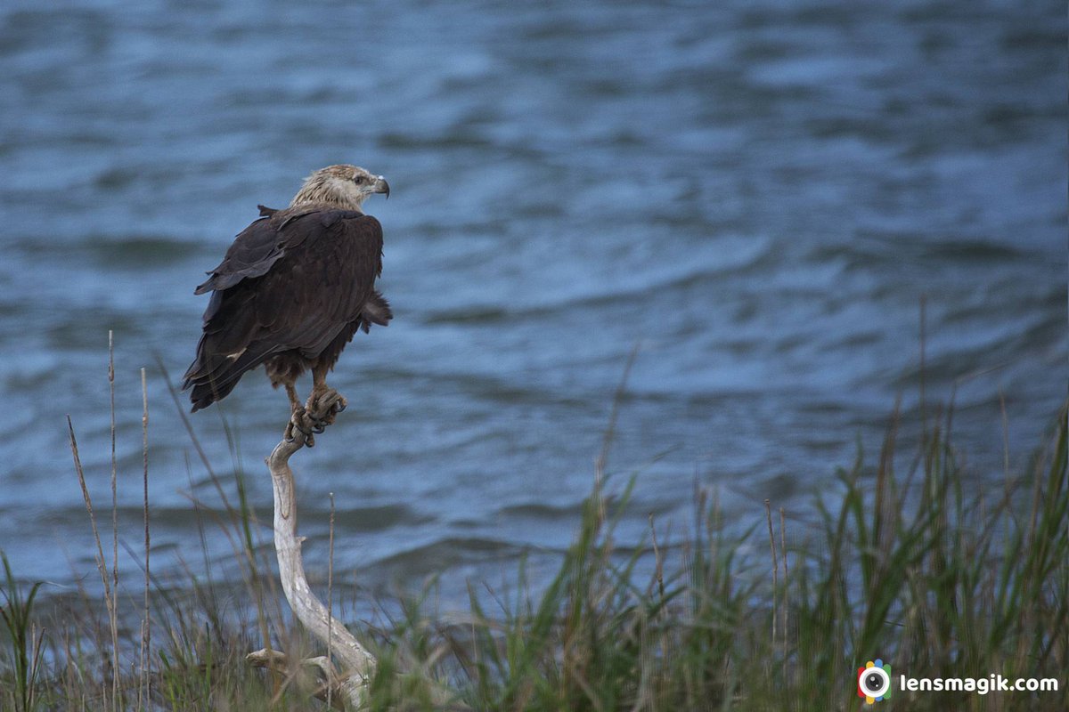 Pallas's Fish Eagle bit.ly/3uw6Ak5 Eagles of India #pallasfisheagle #bootedeagle #bandtailedeagle #endangeredbirds #endangeredeagles #birdsofindia #birdsofuttarakhand #eaglesofindia #birdwatching #indiaves #birding #birdphotography