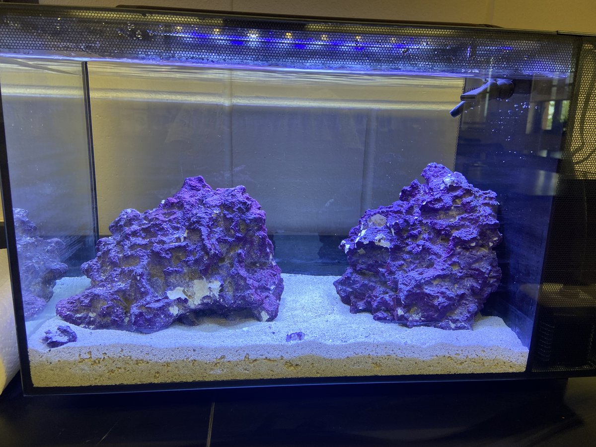 The tank is here and all set up! 🤗 Hopefully I can start adding some interesting specimens soon. I wrote a Future's Grant to help stock my classroom aquarium, check it out! 🐠🦀
finditfunditflorida.com/mygrant.php?ac…