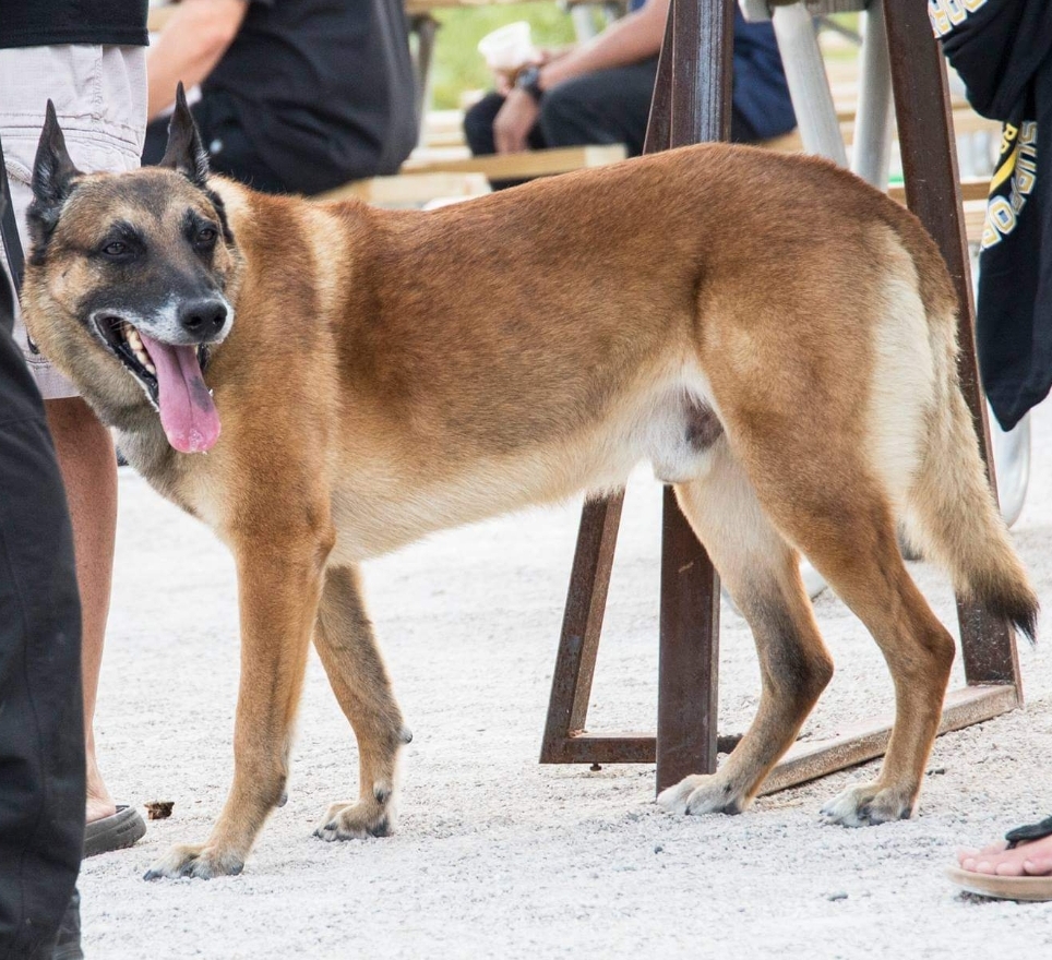 K9 Vader (EOW 10/28/25) tweet media