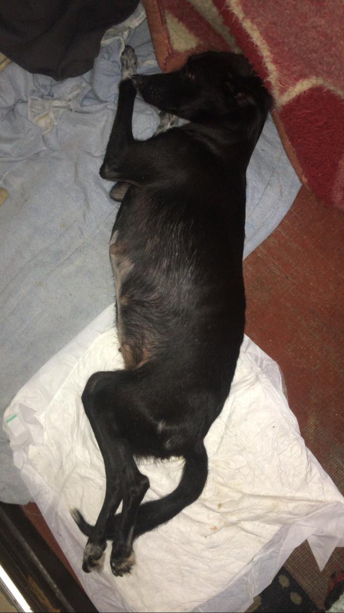 <a href="/whindersson/">Whindersson</a> Gente,preciso muito da ajuda de vcs. São 65 cães q cuidamos. Estamos sem renda fixa. Moramos de aluguel, contas atrasadas
 São 22k de ração usamos por dia. Temos uma cadelinhs deficiente. Quem puder nos ajudar doando, dando RT,  compartilhando.
Pix 📱:32984940322 leia fixado