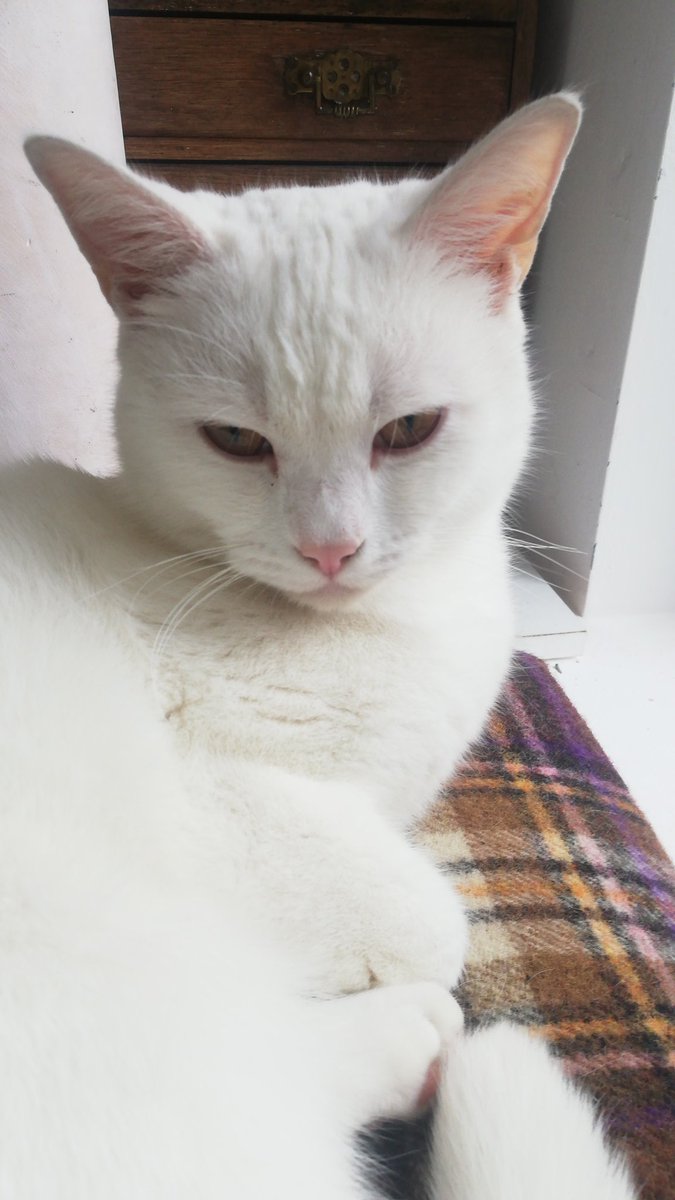 vanessacutler_glass (@vanessa_cutler) on Twitter photo Dear <a href="/blinkcatfood/">blinkcatfood</a> not sure if you wanted your product arriving like this. I know Casper wasn't impressed #catfood Dear <a href="/blinkcatfood/">blinkcatfood</a> not sure if you wanted your product arriving like this. I know Casper wasn't impressed #catfood