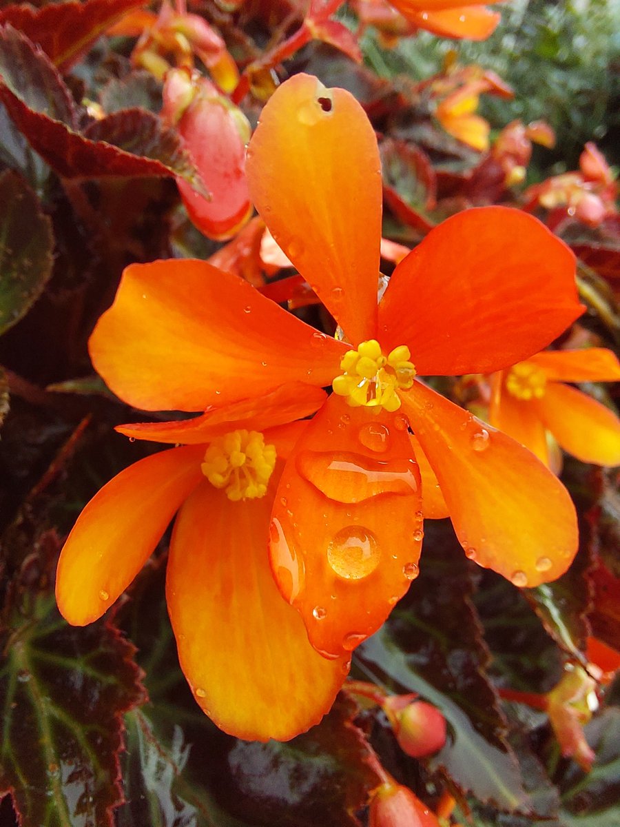 The flowers have loved their drop of rain today...anymore on the horizon <a href="/DerekTheWeather/">Derek Brockway - weatherman</a> ?