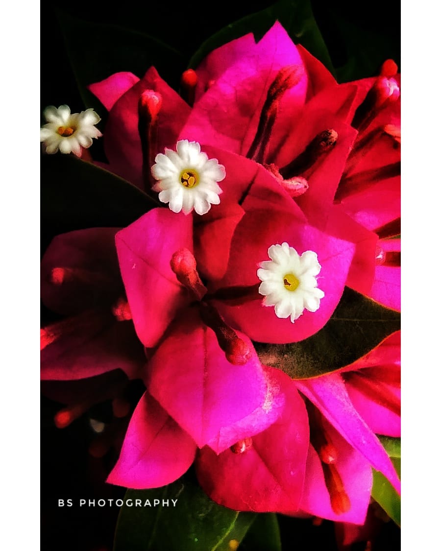 🥰flowers are like friends 👬 they bring color to your world 😇 
#pinkroses #flower_daily #instaflowers #flowerslover #flora #orangeflowers #pinkflowers #flowerlovers #flowerslovers #flower .
😇
@StormHour @ThePhotoHour @coolnatureshots @NKMalviya19 @NatureAnimalsP1 @indiainpix