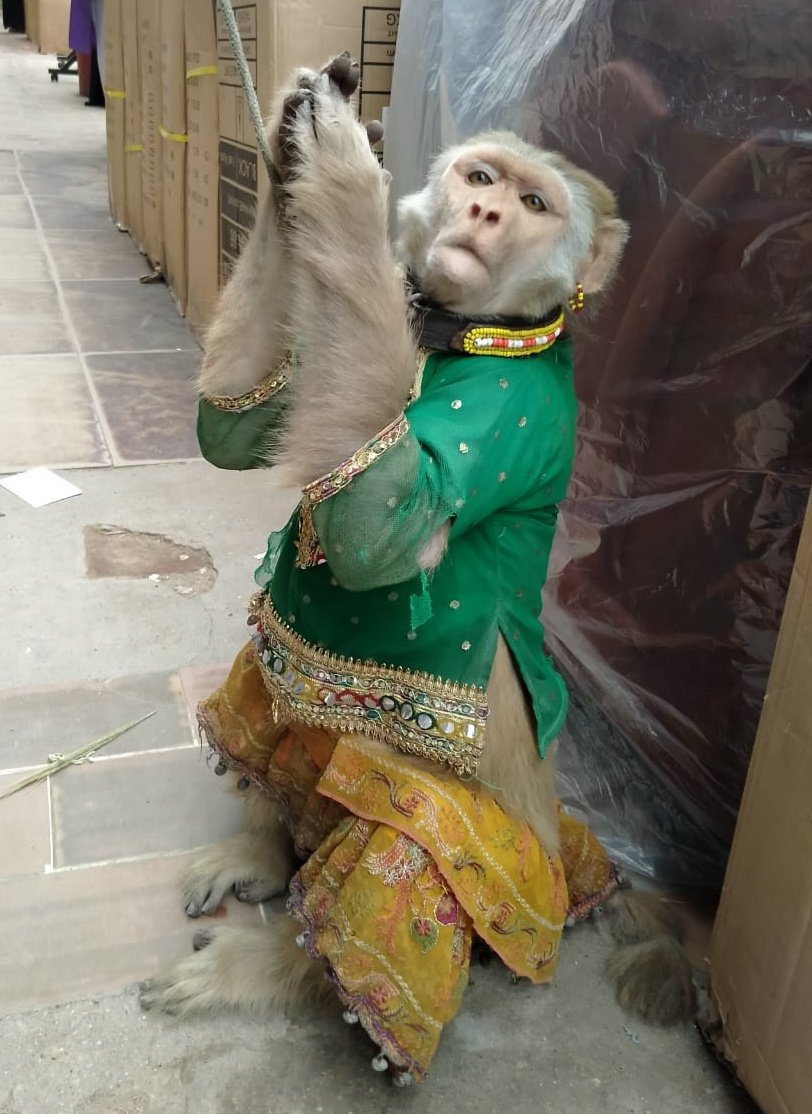 RidaT_Law's tweet photo. I saw these #dancingmonkeys today and was so heartbroken. So intelligent & emotional r rhesus monkeys that they were the first primate astronaut. My petition for banning the practice of dancing monkeys is pending before the SHC. https://t.co/lVYNDZUgmu