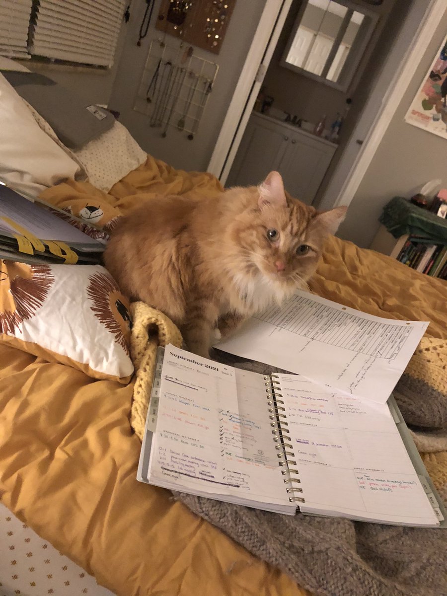 eedee_dear's tweet image. studying to get mine pee-ache-dee in. hafing the zoomies.