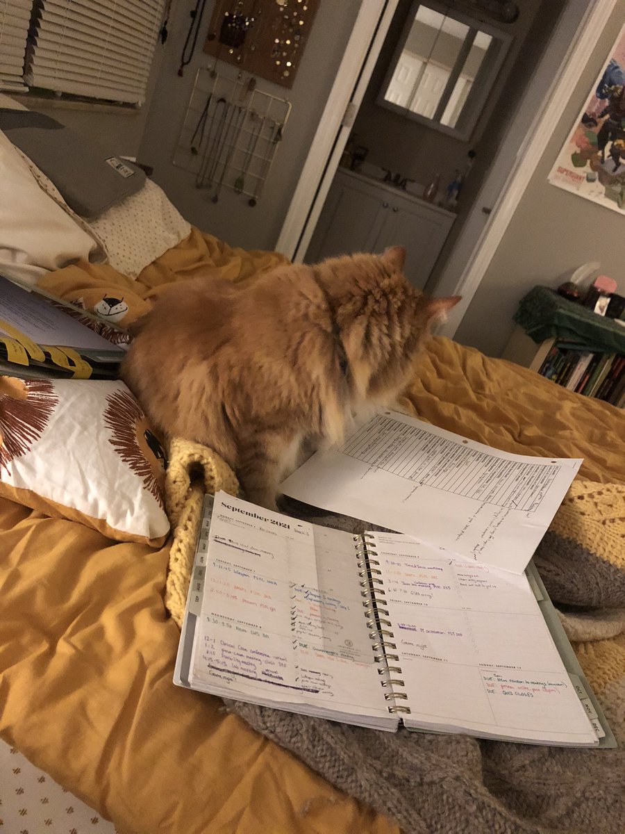 eedee_dear's tweet image. studying to get mine pee-ache-dee in. hafing the zoomies.