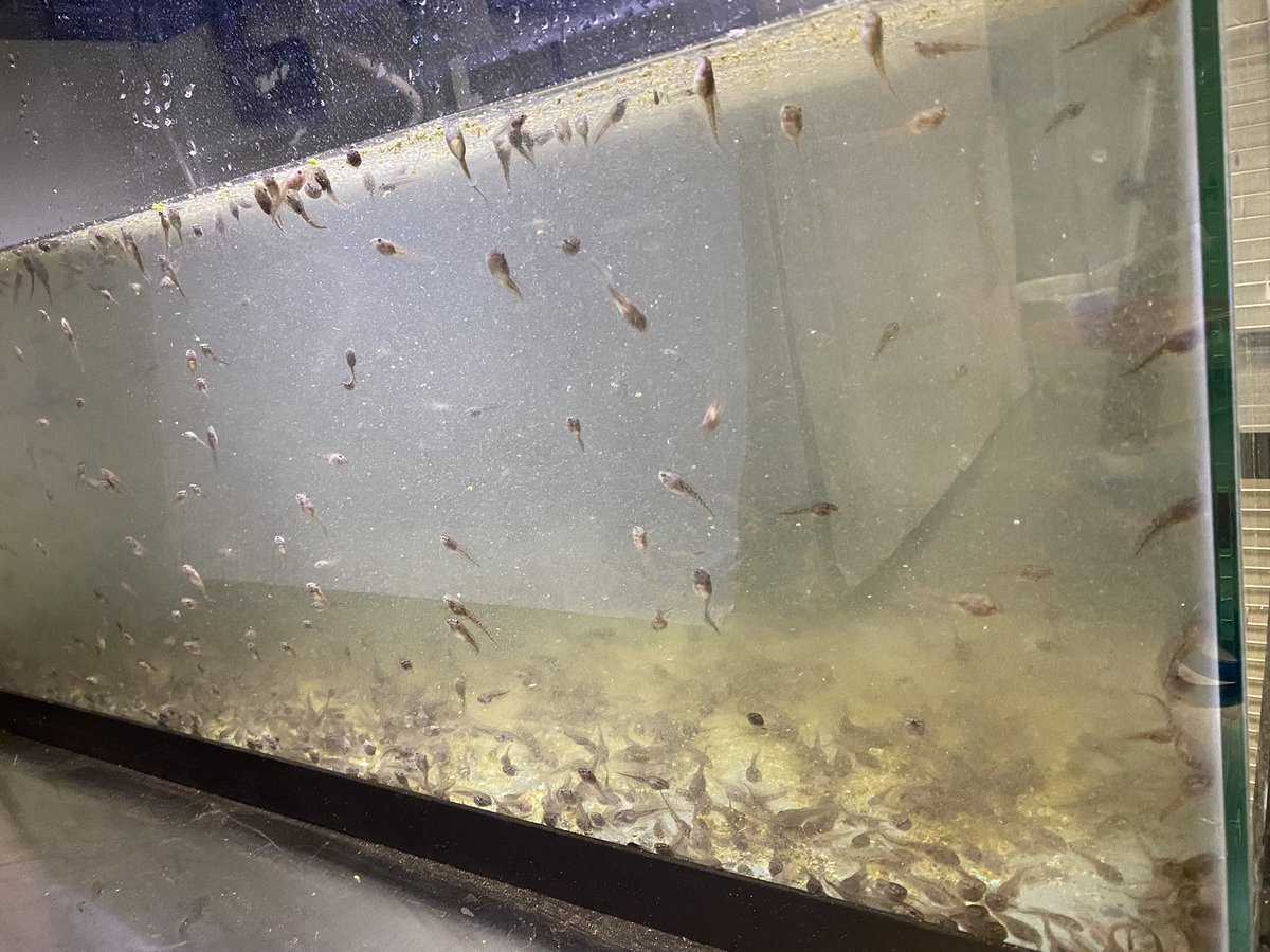 Taking advantage of the gray tree frogs that decided to lay eggs in my student’s summer lily pad #research and setting up a new project for my #herpetology students! We will be exploring the idea that #tadpoles are more of an #omnivore than an #herbivore. #ScienceTwitter #cute