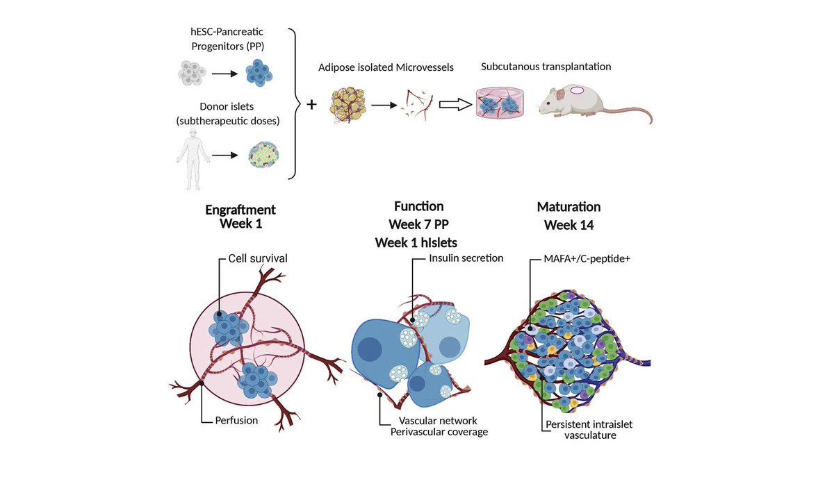 endothelialnews's tweet image. Scientists enhanced subcutaneous engraftment by employing a unique #vascularization strategy based on ready-made #microvessels isolated from the adipose tissue.

Published in @CellStemCell:
bit.ly/3zQObls