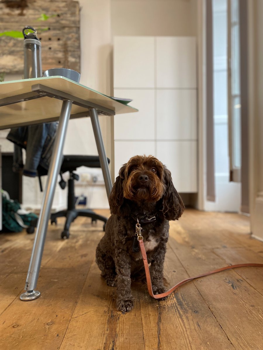 Just another day at the paw-ffice for Partridge 🐾 

#ChalkandWardWoofers