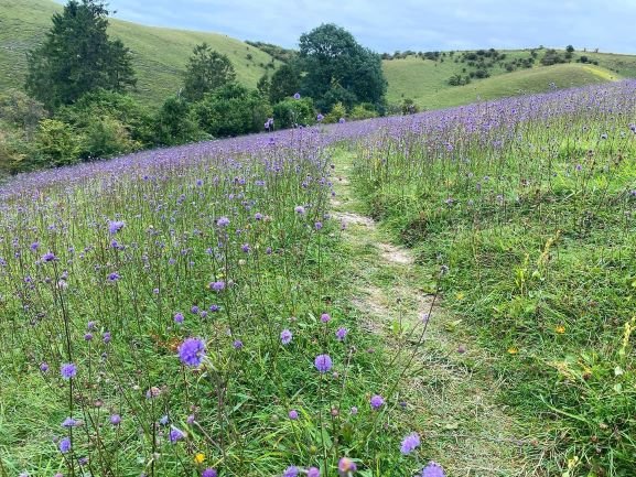 NEThamesSolent's tweet photo. At #BartonHillsNNR, an amazing patch of #Devilsbitscabious was found by our #ReserveManager, the whole hillside known as plum pudding looked blue from a distance. Devils-bit scabious is a vital #pollen source as the last of the scabious plants to flower.
#BetterWithNature https://t.co/0OFY1fhHhB