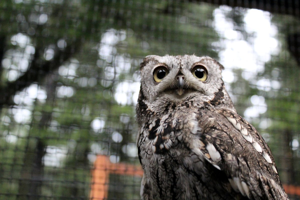 RaptorOrg's tweet image. Peanut, a Western Screech #Owl, is one of our smallest Raptor-in-Residence, weighing 7.8 ounces.

The diminutive #WesternScreechOwl is a predator to be reckoned with! They will occasionally take prey larger than their own body, including cottontail rabbits. #thursdayvibes