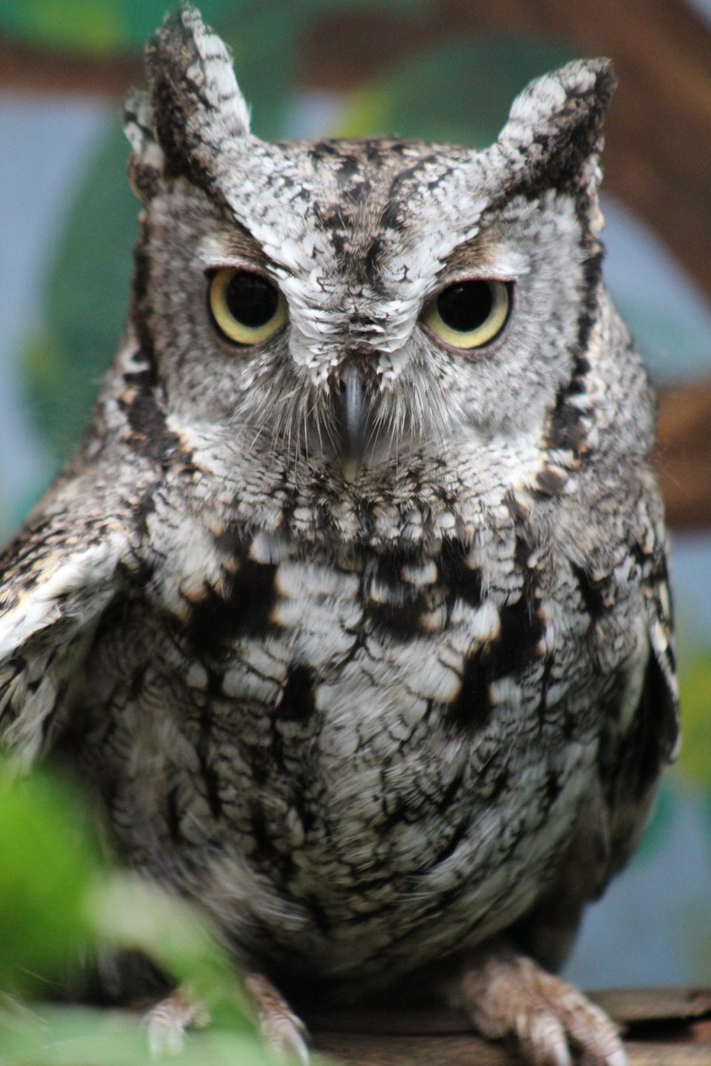 RaptorOrg's tweet image. Peanut, a Western Screech #Owl, is one of our smallest Raptor-in-Residence, weighing 7.8 ounces.

The diminutive #WesternScreechOwl is a predator to be reckoned with! They will occasionally take prey larger than their own body, including cottontail rabbits. #thursdayvibes