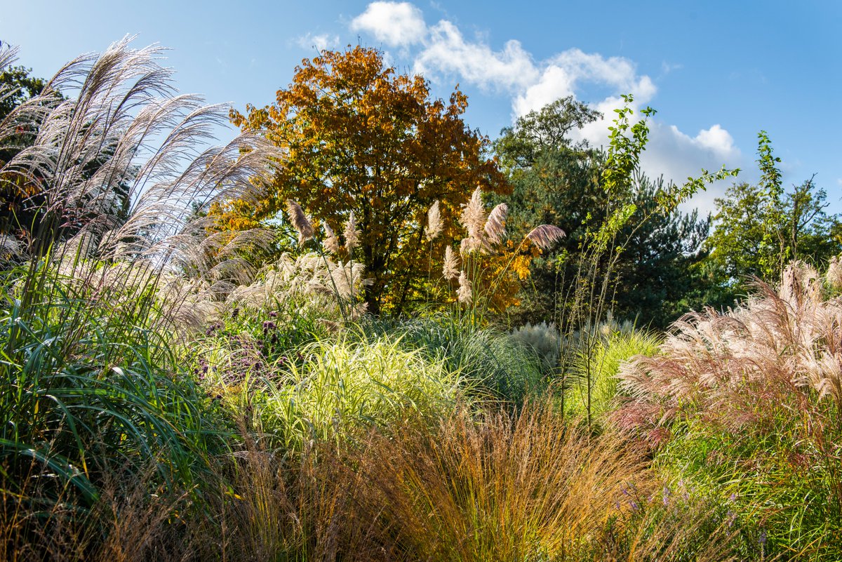 The_RHS's tweet photo. This year’s #RHSChelsea will make the most out of autumn, showcasing colourful gardens and beautiful plants. 

There’s just over a week to go until the show, sponsored by M&amp;G, so get your tickets now to experience a completely unique show: 

https://t.co/dN6hlhWsGw https://t.co/OYsuTK331L