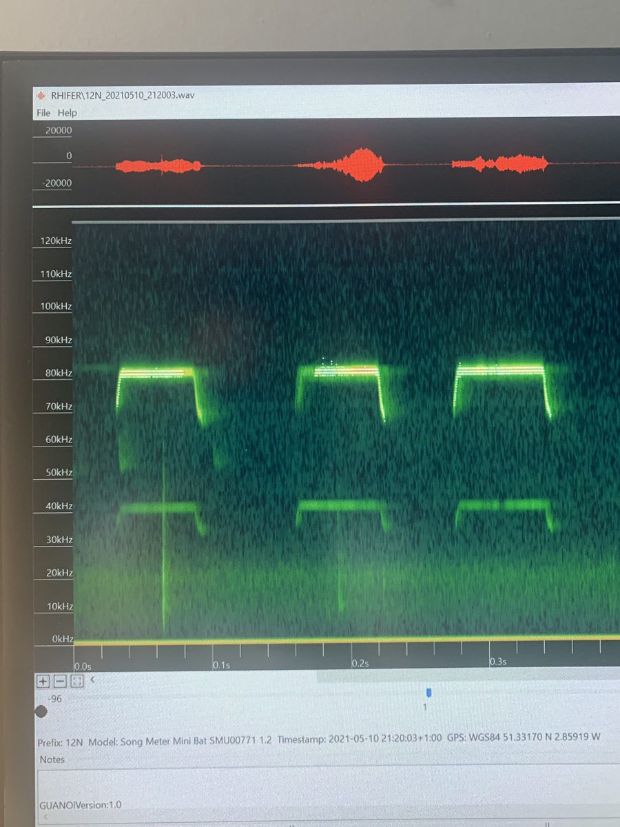 ekjenkins94's tweet photo. After 6 months of sound analysis it was epic to finally see these funky looking #bats in the flesh 🦇😍🦇 #ghs #batresearch #radiotagging
@bat_uwe @_BCT_ @_BTO https://t.co/Gq4SDbVPXP