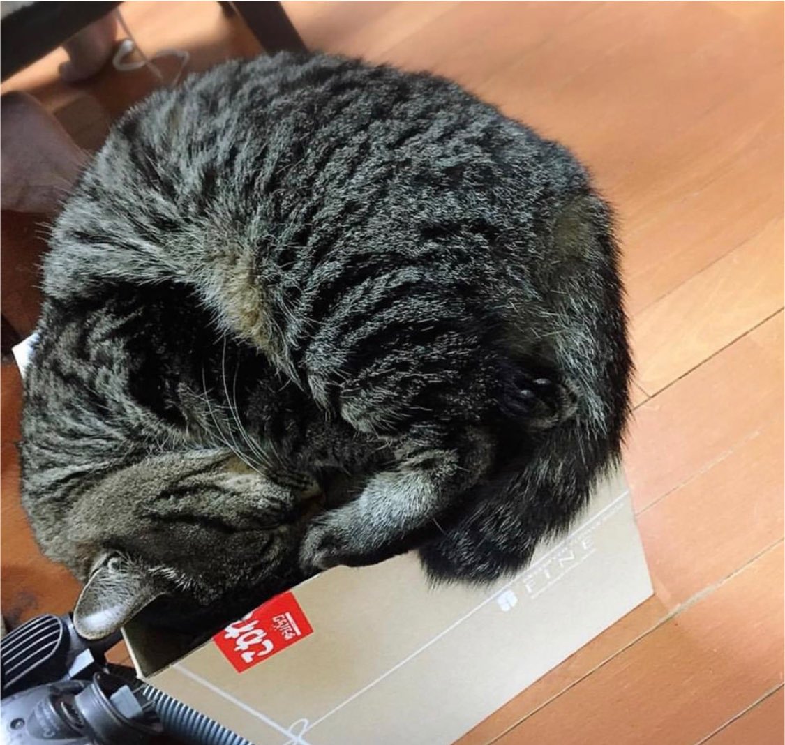 nekouta3's tweet photo. 箱LOVEなのは知ってるけど、なんでそんな上で寝るかなぁ？？
落ちるよ、ほんとにd(￣ ￣)

#箱LOVE #チビしろ #猫のいる暮らし #猫の不思議 #exmaknight https://t.co/VYEYlBIO5d