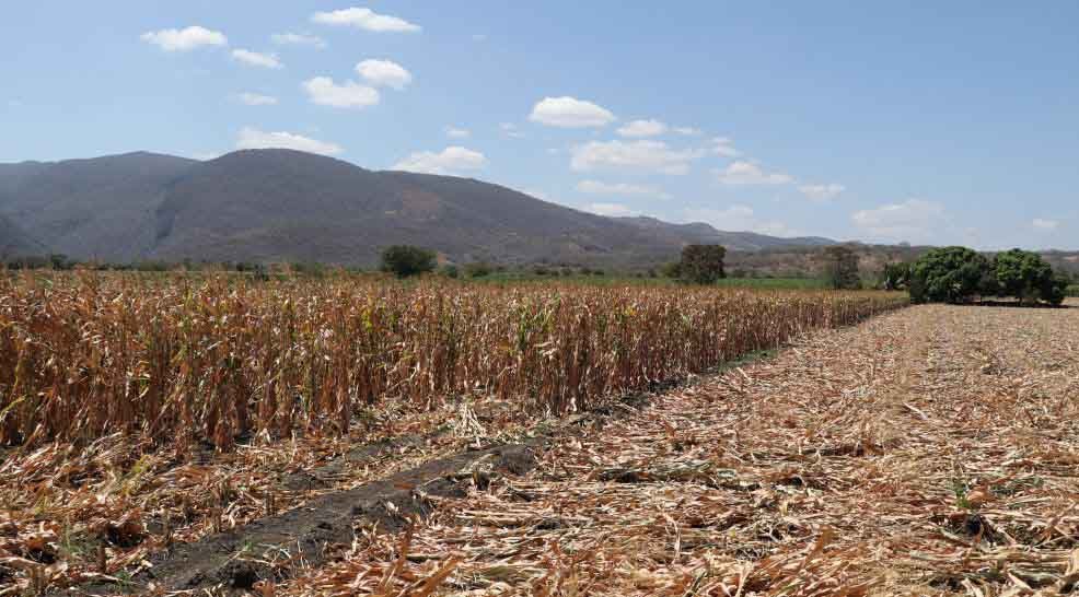 Agroforest_JAL's tweet photo. Hoy es #DiaMundialDeLaAgricultura, un esfuerzo por impulsar modelos de Agricultura Regenerativa entre agricultores, @SAGyP_Oficial, @inifap y @Mexico_TNC en #Villaflores, es el Proyecto de Agricultura de Conservación para recuperar la productividad de la #Fraylesca en 100 ha. https://t.co/Wan9g7o0Rz
