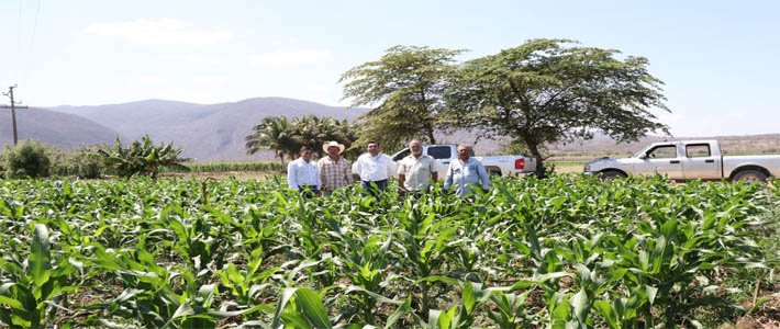 Agroforest_JAL's tweet photo. Hoy es #DiaMundialDeLaAgricultura, un esfuerzo por impulsar modelos de Agricultura Regenerativa entre agricultores, @SAGyP_Oficial, @inifap y @Mexico_TNC en #Villaflores, es el Proyecto de Agricultura de Conservación para recuperar la productividad de la #Fraylesca en 100 ha. https://t.co/Wan9g7o0Rz