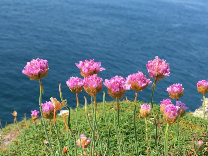 Skomer Island tweet media