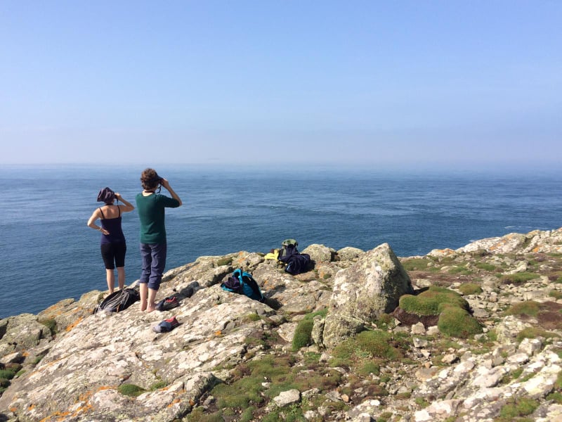 Skomer Island tweet media