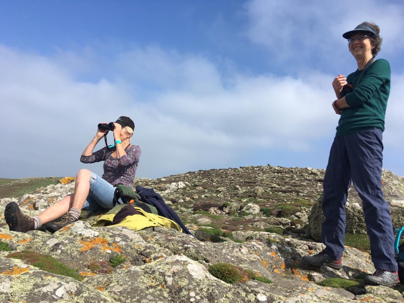 Skomer Island tweet media