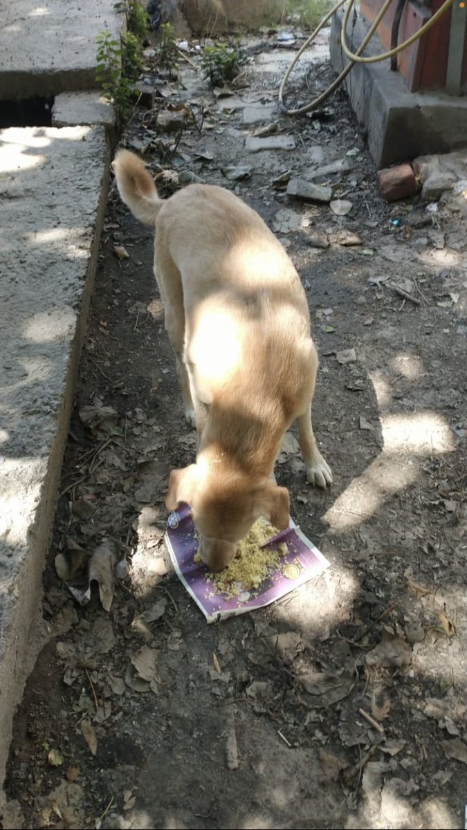 shield_animal's tweet image. Food run!

Some love us just as much as we love them, but others are still weary due to previous trauma caused by people. We ask that if you interact with a stray and they’re timid, please be kind and patient.

It can take some time but they can love again #animalshield