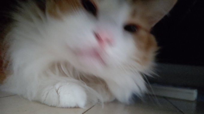 #猫のいる暮らし#ネコチャン来て欲しい #ネコチャンカワイイテンションあがってきた 