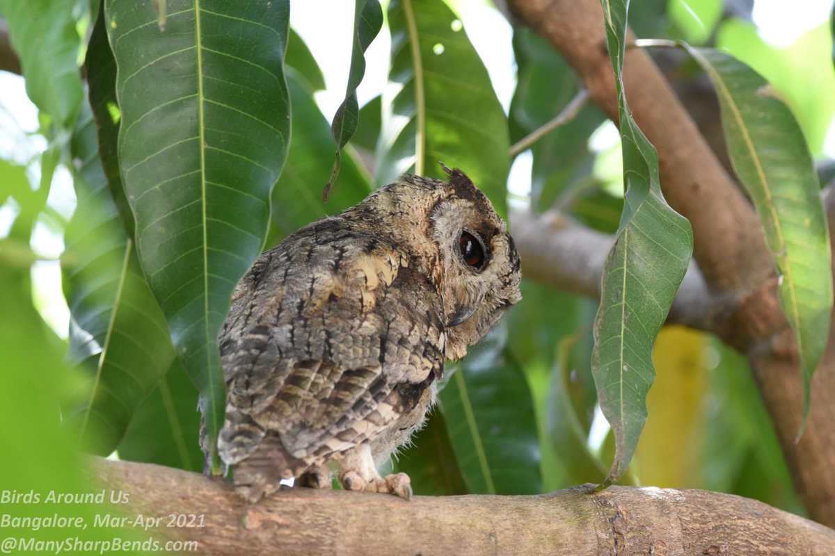 mehala_kumar's tweet image. You are disturbing my snooze! Would you just leave me alone?
Indian Scops Owl
Annual visitor who makes my backyard a home between Jan/Feb to May/Jun
Couldn't resist a 2nd #Owl post 😊

#BackyardBirds #IndiAves #IOTD #TribeIndiAves 
#BirdsSeenIn2021 #owls #TwitterNatureCommunity