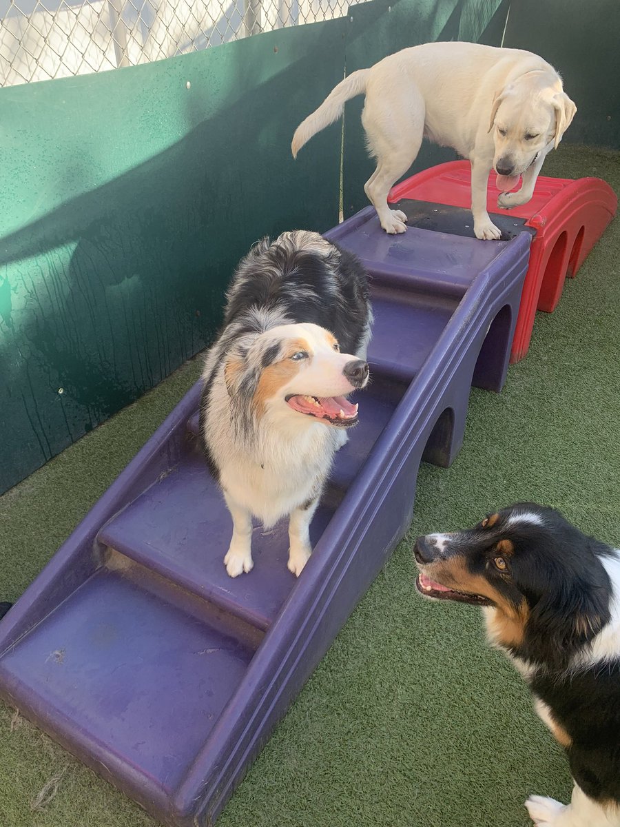 CampBowWowSC's tweet photo. The outdoor play yard is the perfect place to feel the sun on our faces!☺️
#doglife #doggy #dogdaysofsummer #doggydaycamp #doggydaycare #sundogs #danapoint #sanclementedogs #sanclemente #lagunabeach #orangecounty #orangecountydogs #campbowwowsanclemente #dogsoftwitter https://t.co/JHFmsiOHbt