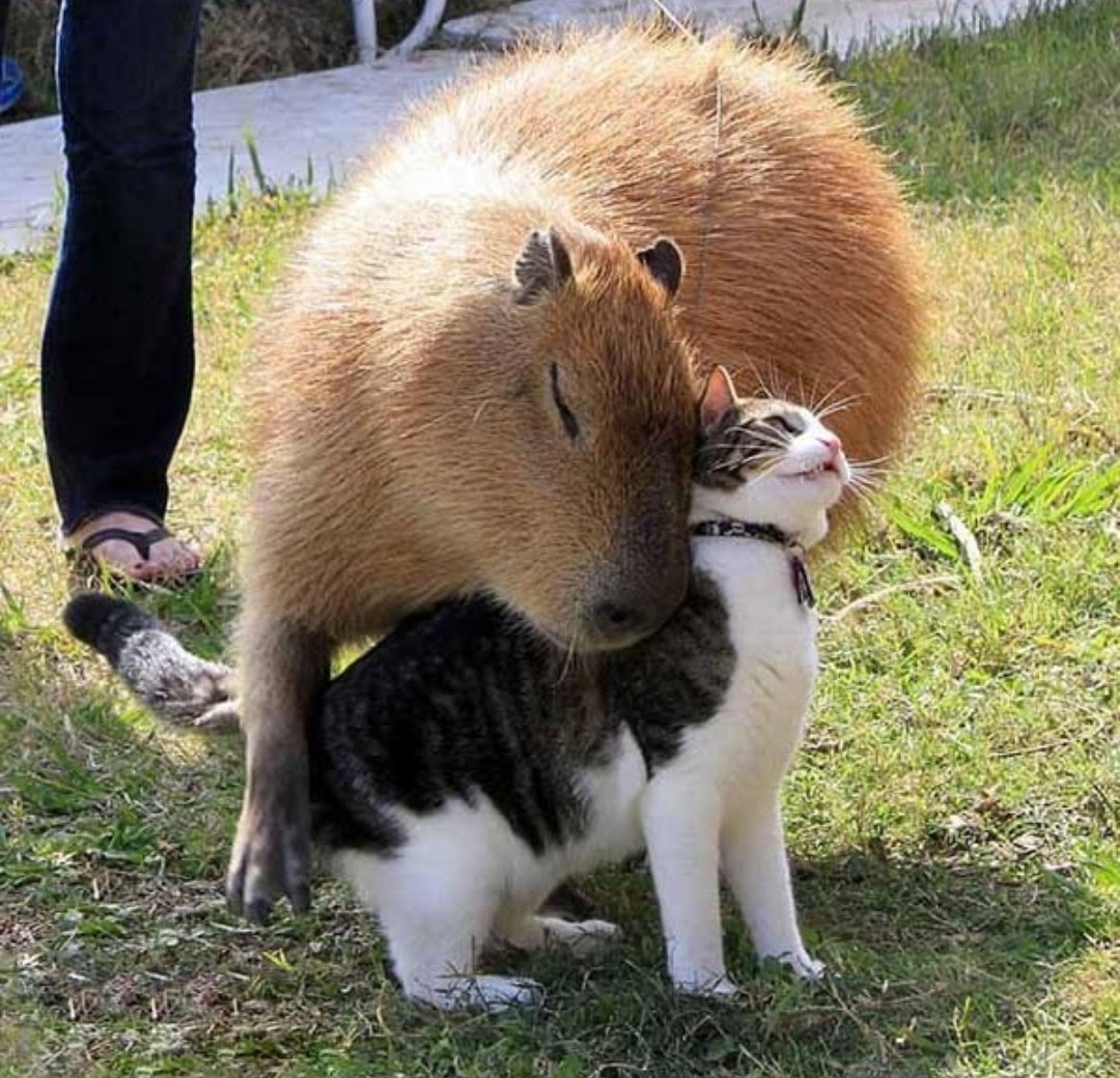 momoshttps's tweet image. 