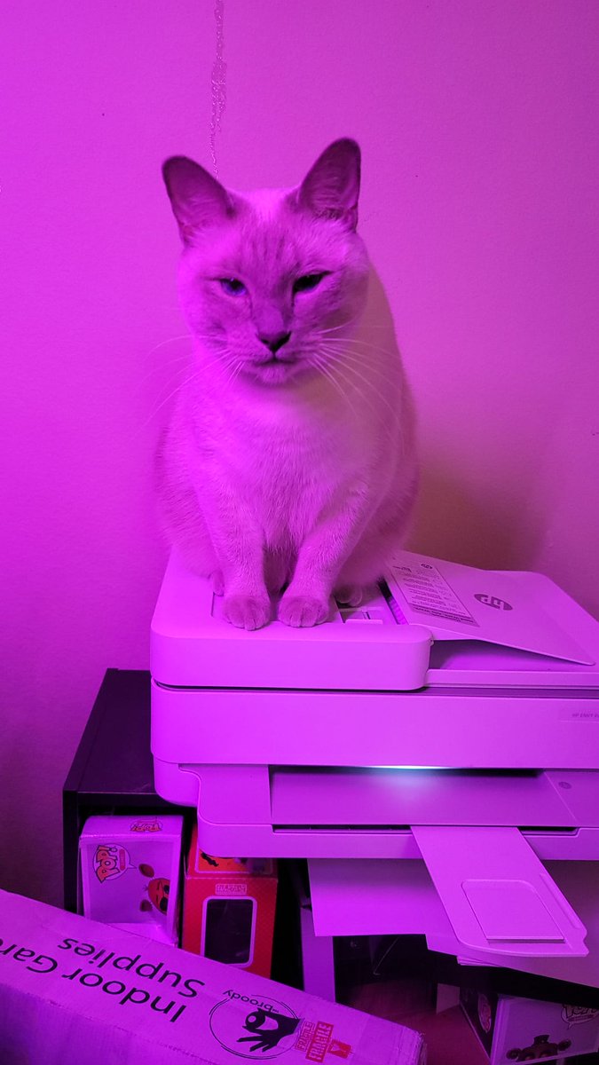 CatRyoga's tweet photo. Oh, @DFWradiogirlie is wanting to work on her newscasts? Let me just jump up on this printer and stare her down. https://t.co/MUqxn3bizl