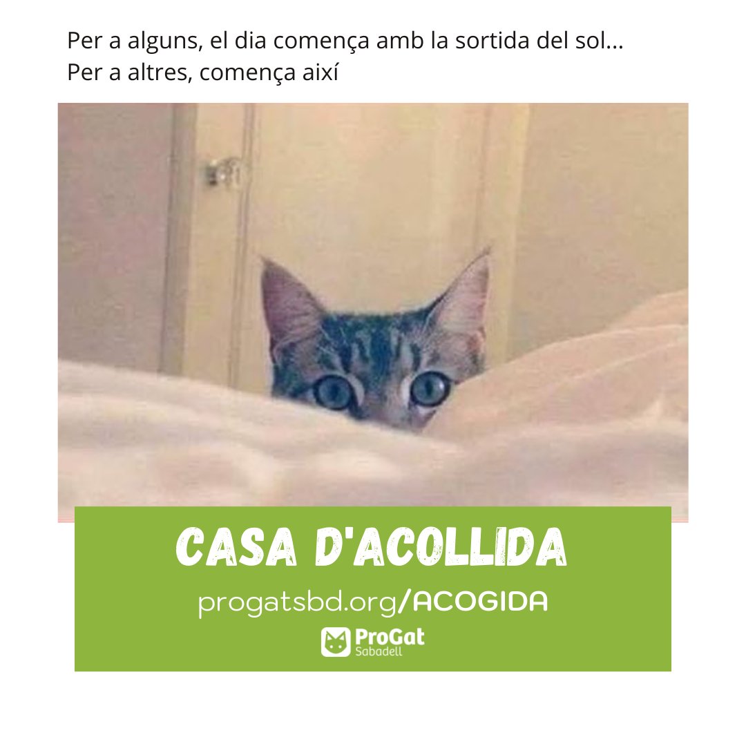 ProgatSabadell's tweet photo. 😽 Fes-te #casadacollida i descobreix quan comença el dia 😽
😽 Hazte #casadeacogida y descubre cuándo empieza el día 😽
#progatsabadell #benestaranimal #acull #acollida #segonavida https://t.co/z3GmD2YXFm